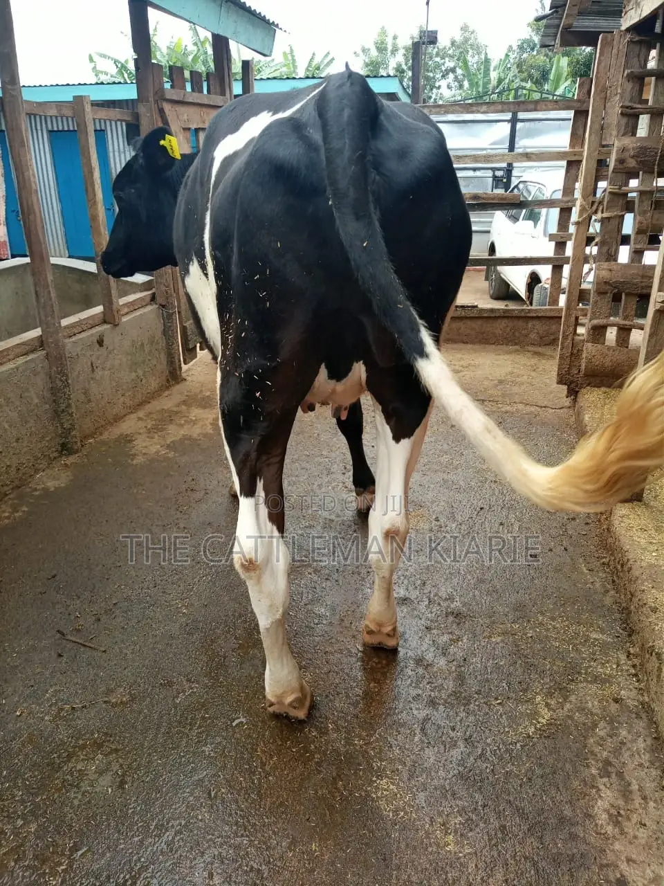 Dairy Heifer