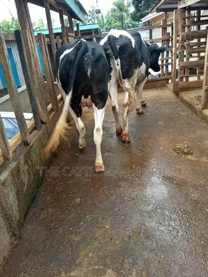 Dairy Heifer