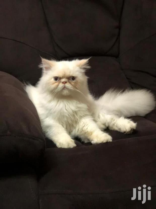 6-12 month Male Purebred Persian