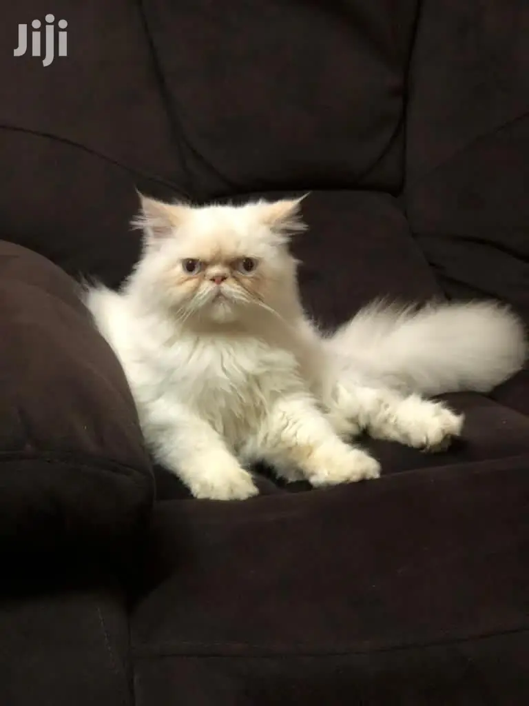 6-12 month Male Purebred Persian