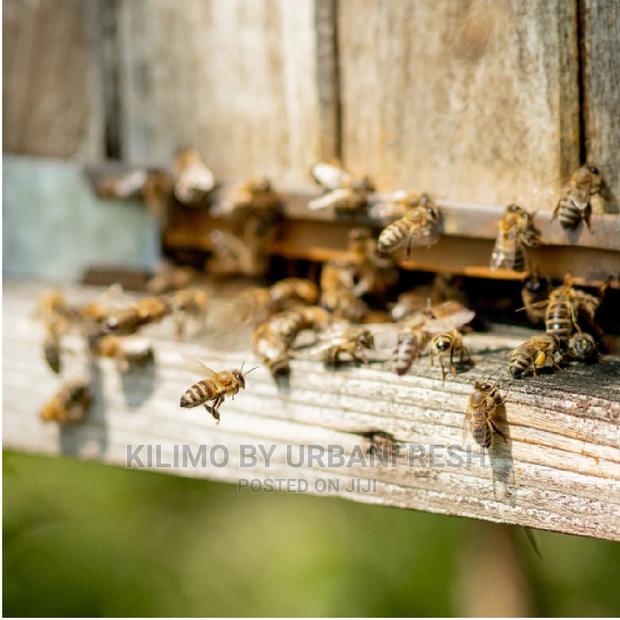 Bee Colonies - main view