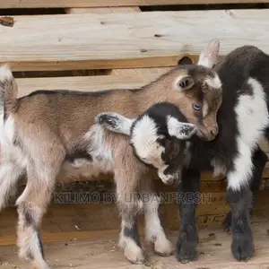 Dairy Goat Kids Mature Alpine/ Toggenburg/Saneen