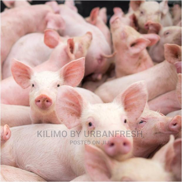 Pigs & Piglets Landrace,Duroc,Largewhite,Maxgro,Cambrough