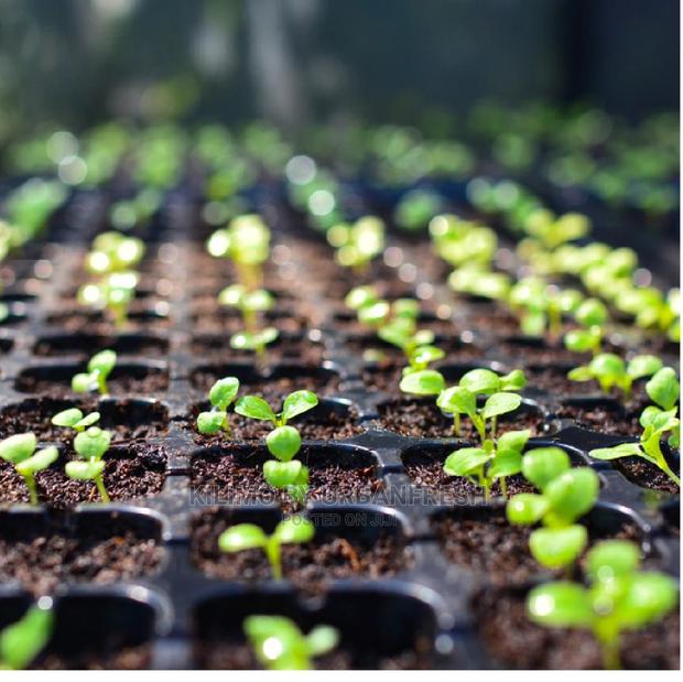 Seedlings:Vegetables,Fruits,Herbs,Flowers,Fodder Trees - main view