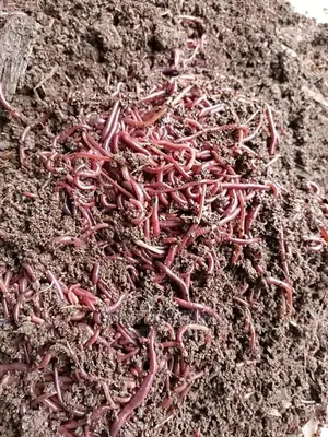 Worm Casting Compost/Vermicompost