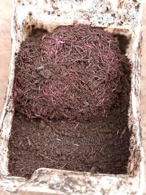 Worm Casting Compost/Vermicompost - thumbnail 2