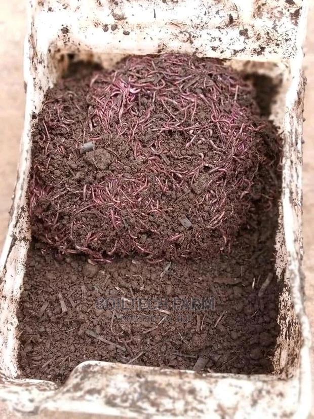 Worm Casting Compost/Vermicompost - main view