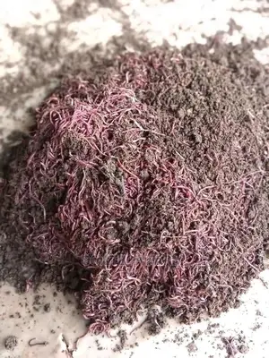 Worm Casting Compost/Vermicompost