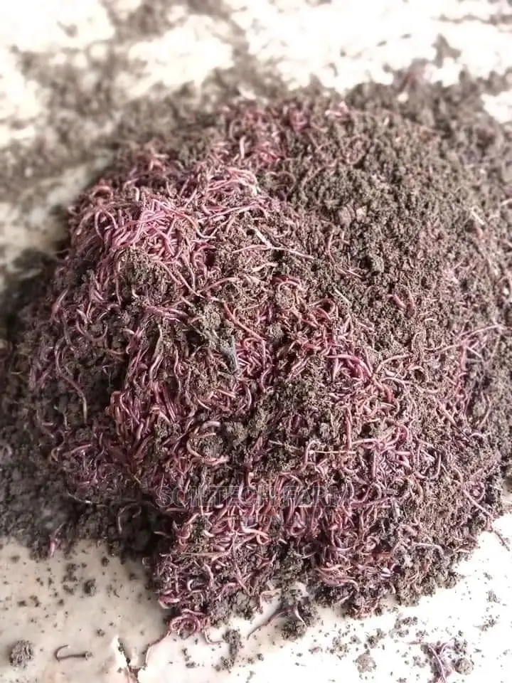 Worm Casting Compost/Vermicompost