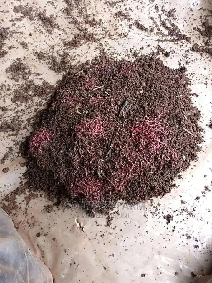 Worm Casting Compost/Vermicompost