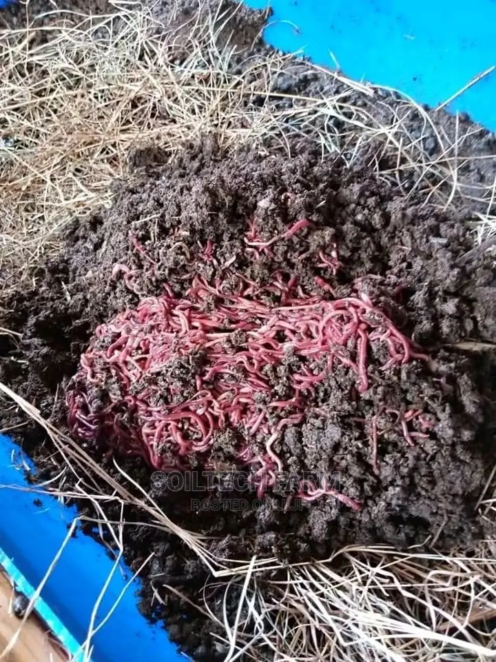 Worm Casting Compost/Vermicompost
