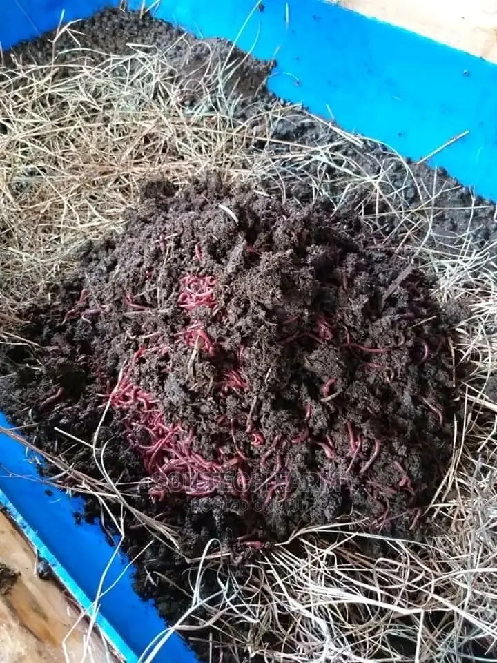 Worm Casting Compost/Vermicompost