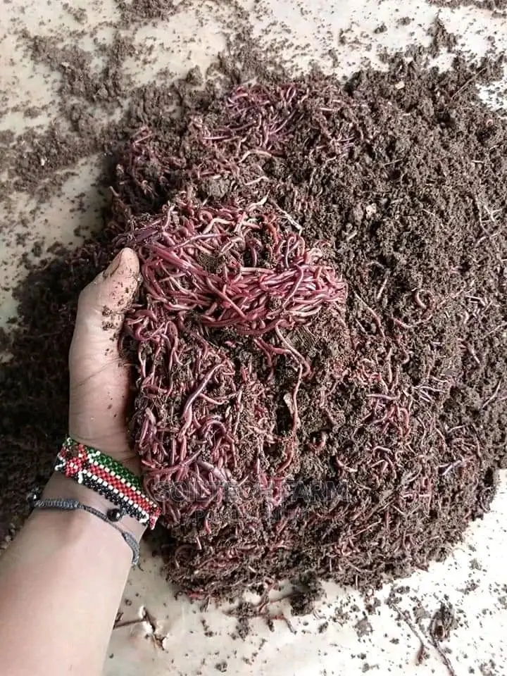 Worm Casting Compost/Vermicompost