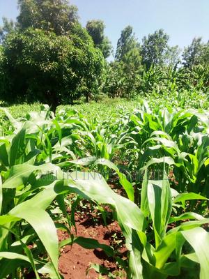 50 by 100 Plot Sale at Kenol. - thumbnail 2