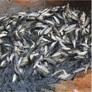 Tilapia Catfish Fingerlings - thumbnail 2