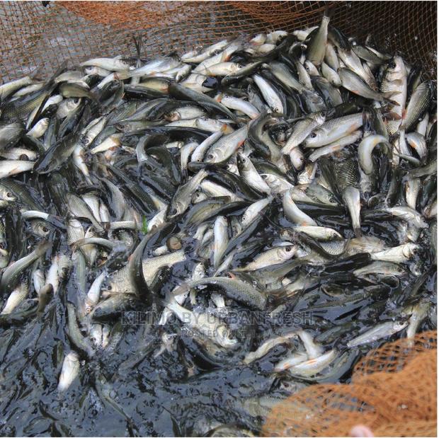 Tilapia Catfish Fingerlings - main view