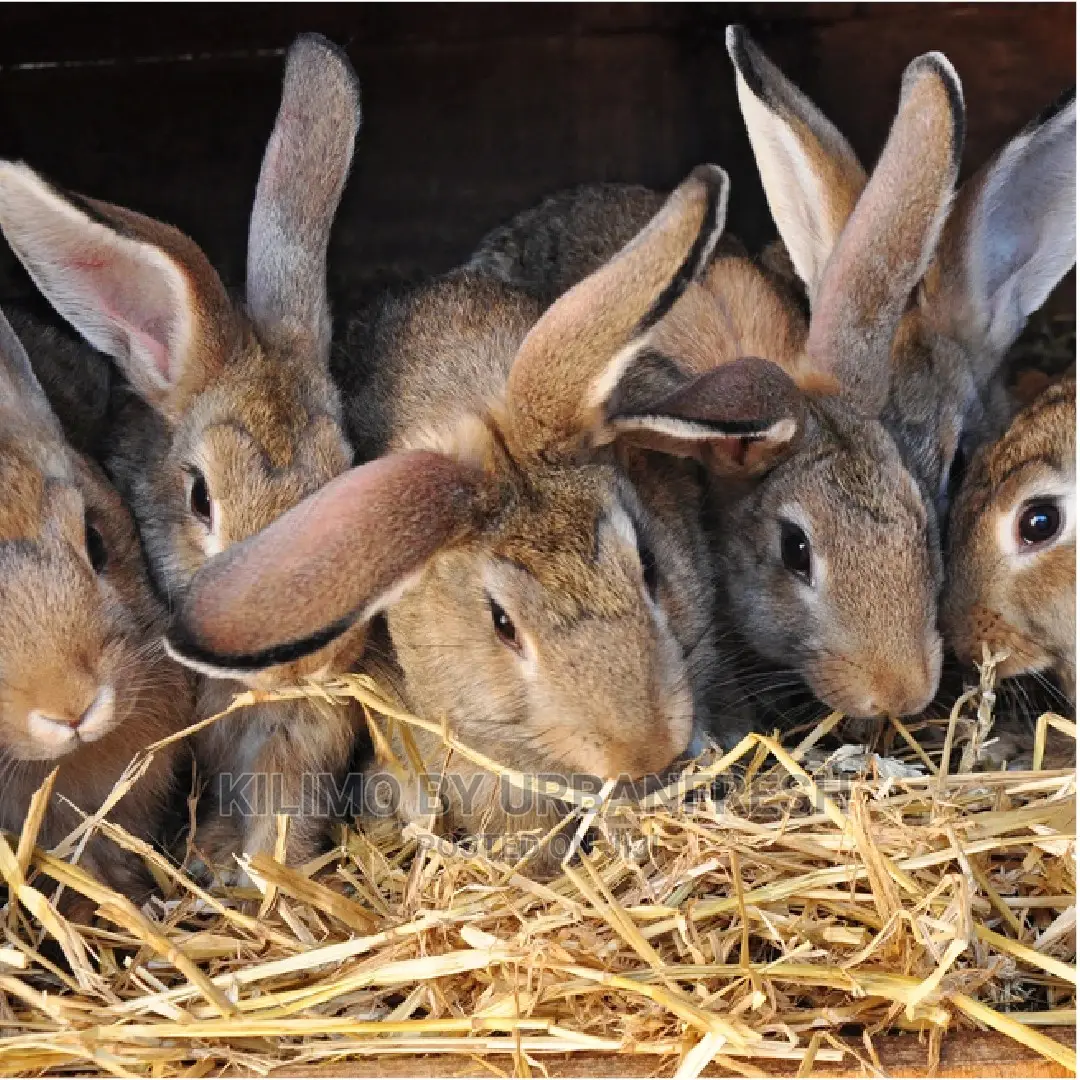Rabbit Bunnies Mature Wide Variety of Breeds