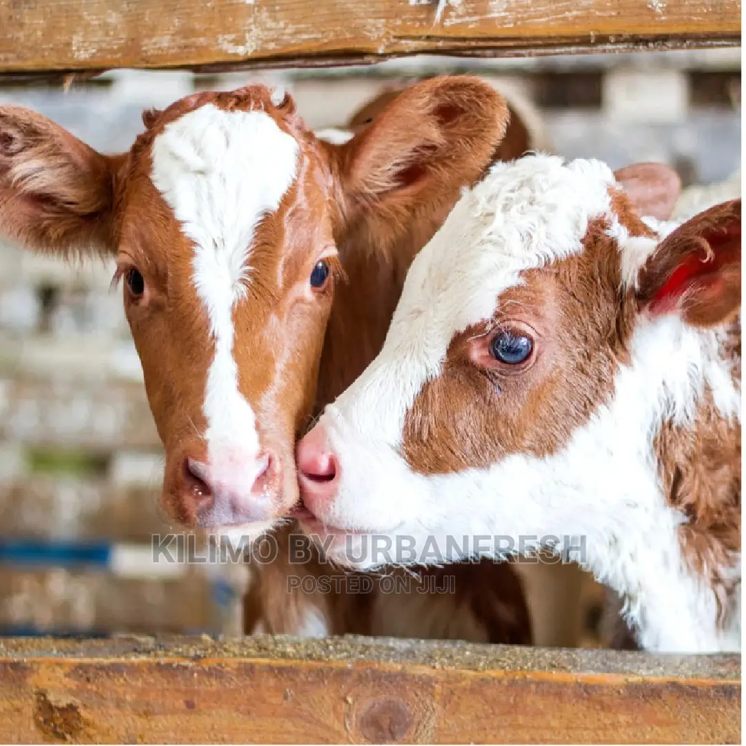 Dairy Cow Calves 2 - 3 Months