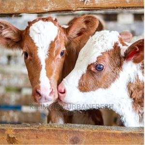 Dairy Cow Calves 2 - 3 Months - thumbnail 2