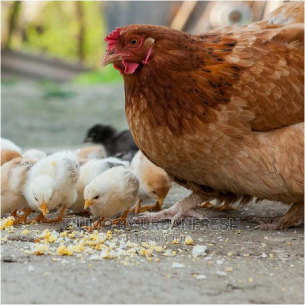 Sasso/Kenbro/Rainbow/Karichicks / Pullets / Layers/ Broilers - main view