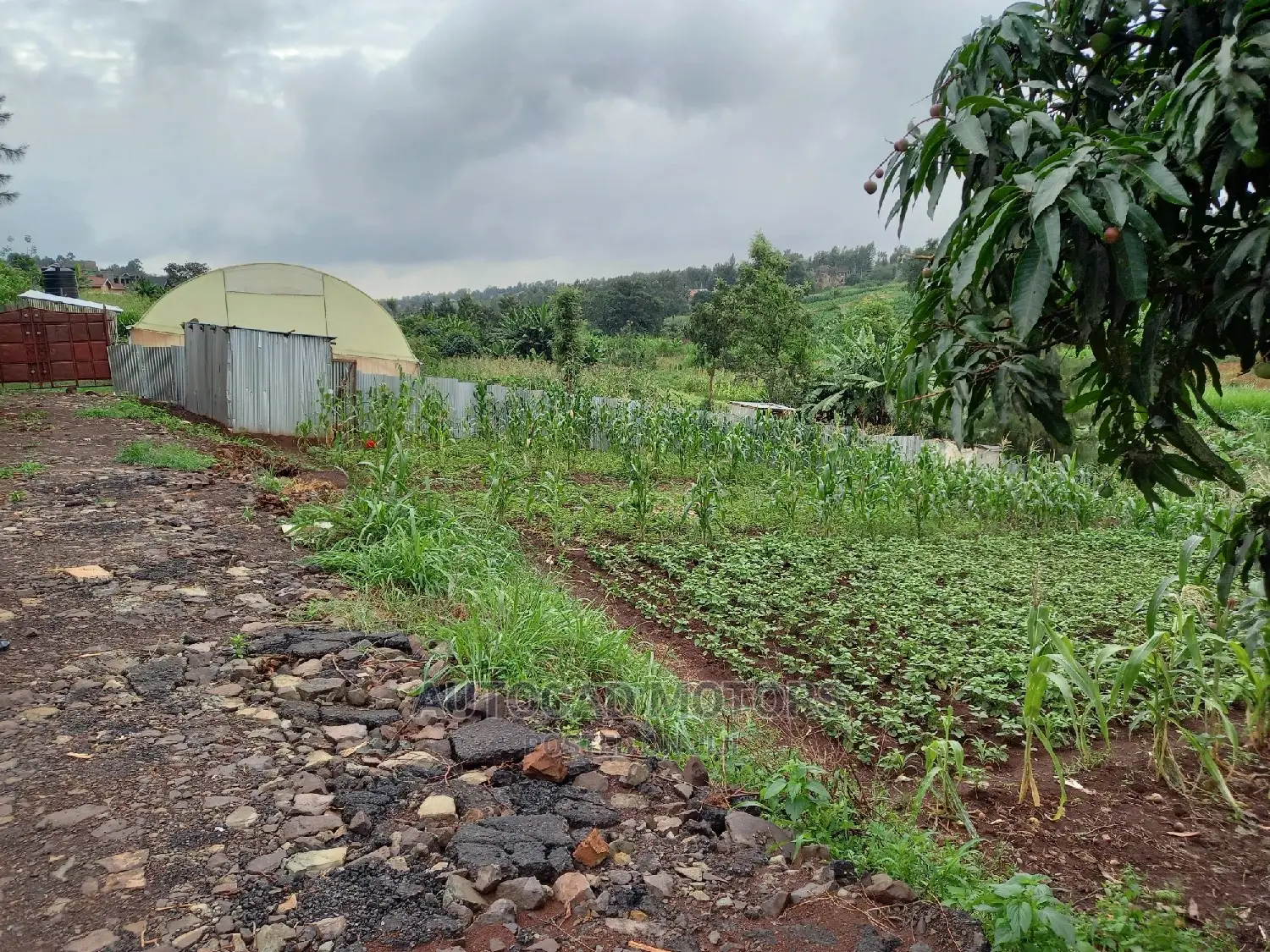Residential Plot In Mugumo
