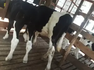 Dairy Calves