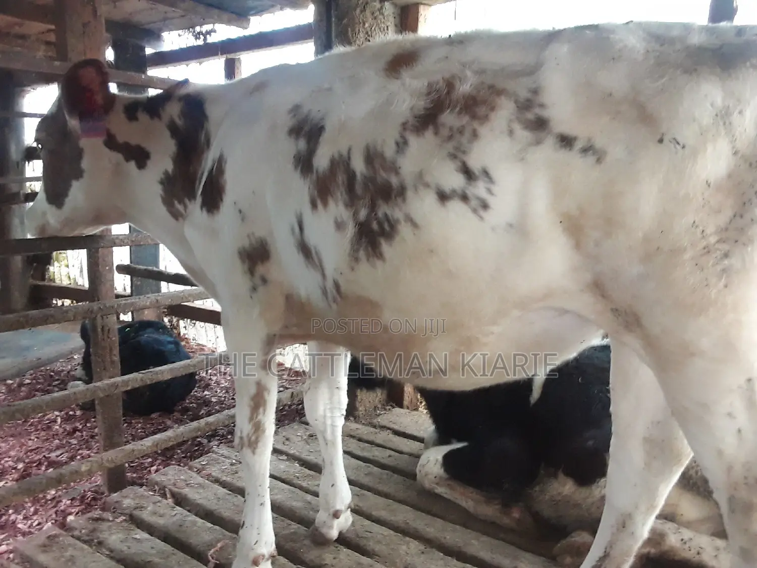 Dairy Calves