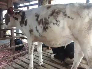 Dairy Calves