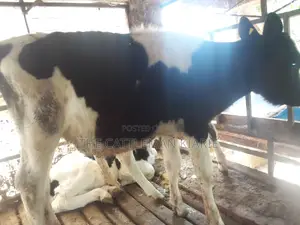 Dairy Calves