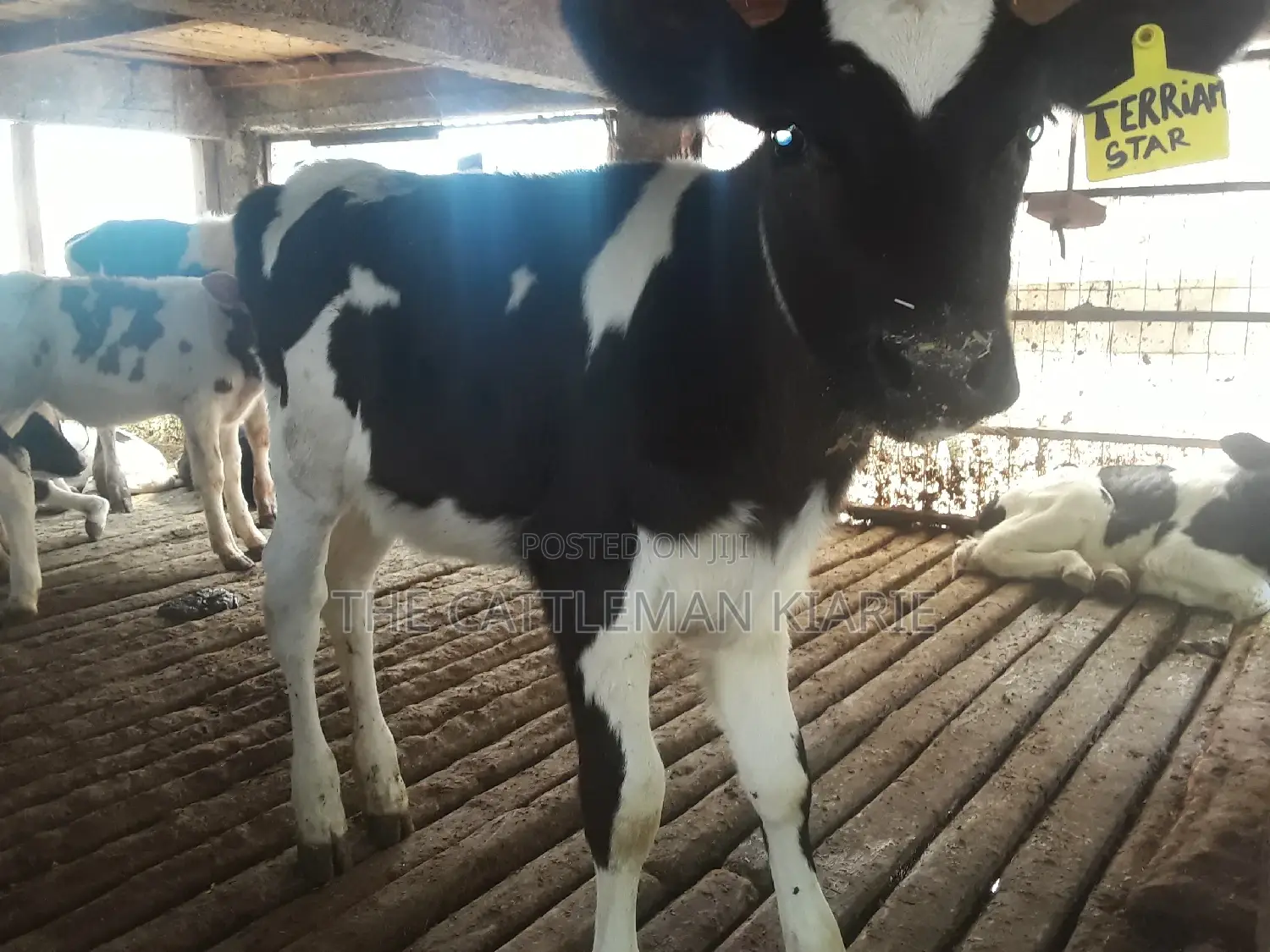 Dairy Calves