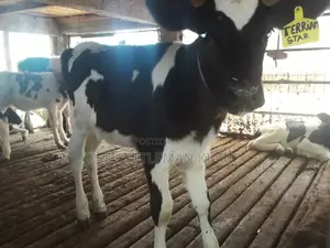 Dairy Calves