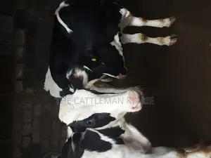 Dairy Calves
