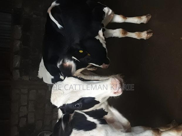 Dairy Calves - thumbnail 6