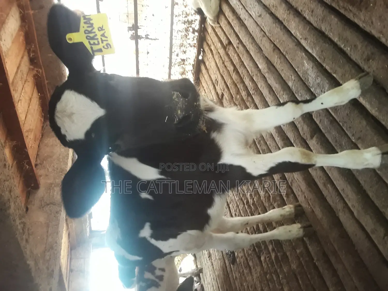 Dairy Calves