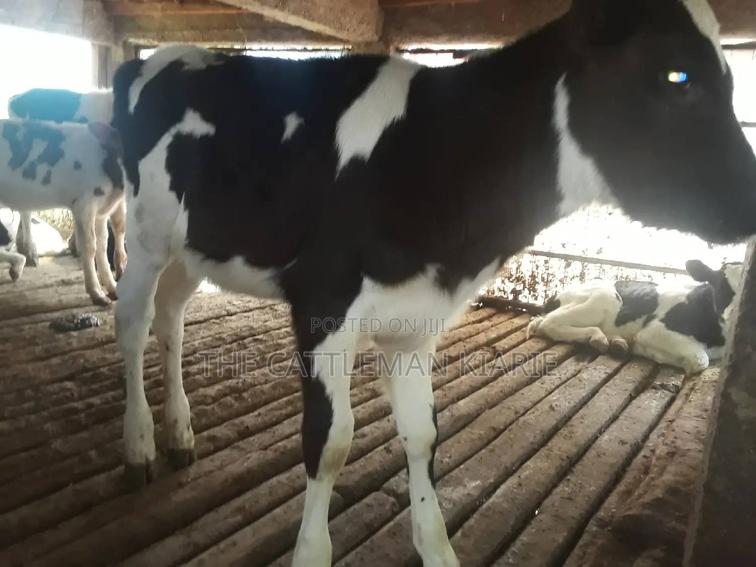 Dairy Calves