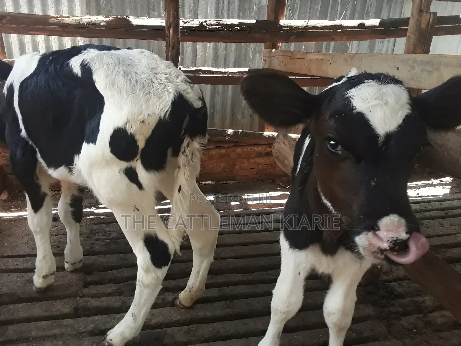 Dairy Calves
