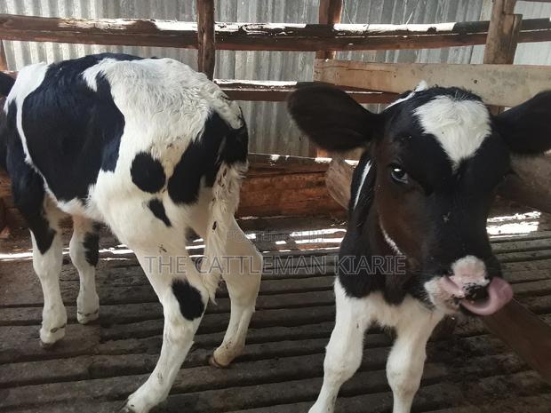 Dairy Calves - thumbnail 9