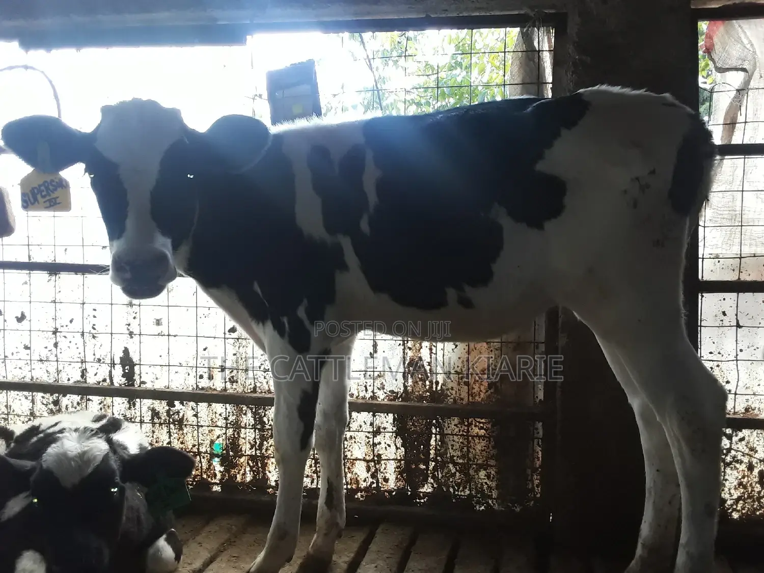 Dairy Calves