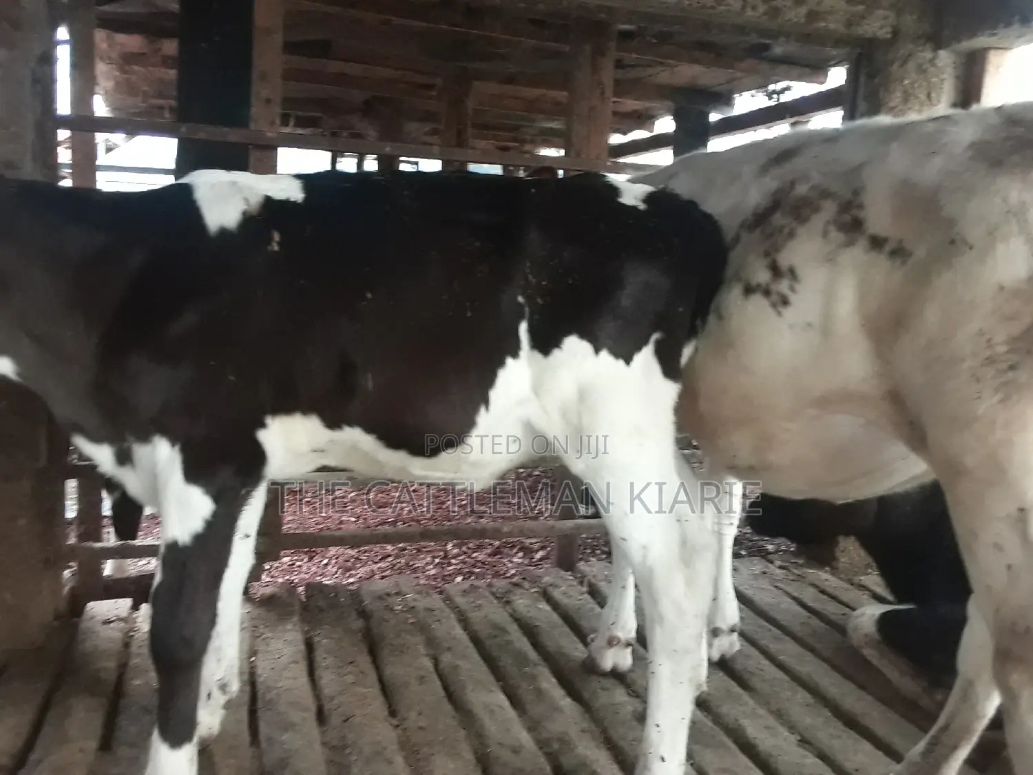 Dairy Calves