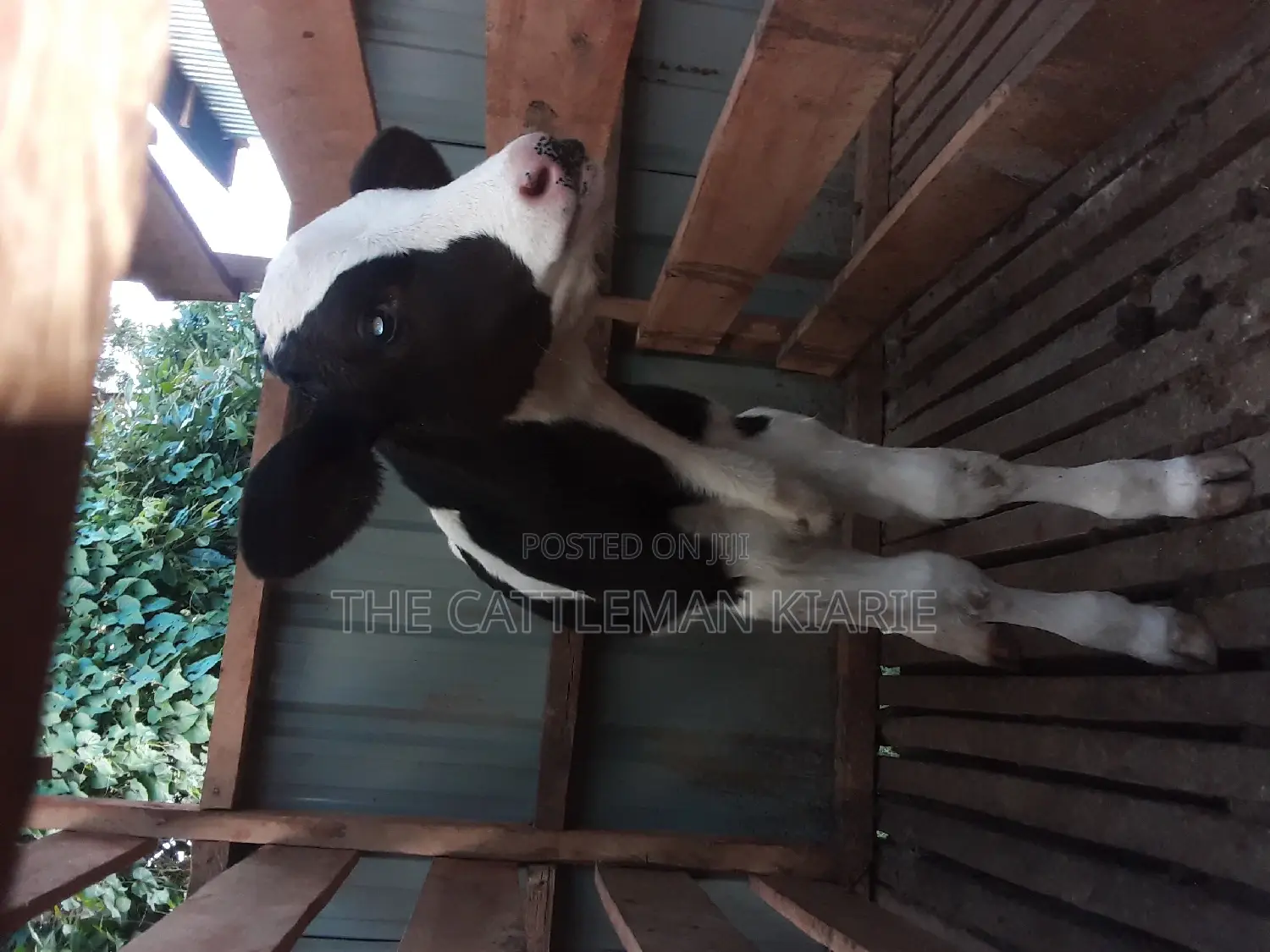 Dairy Calves