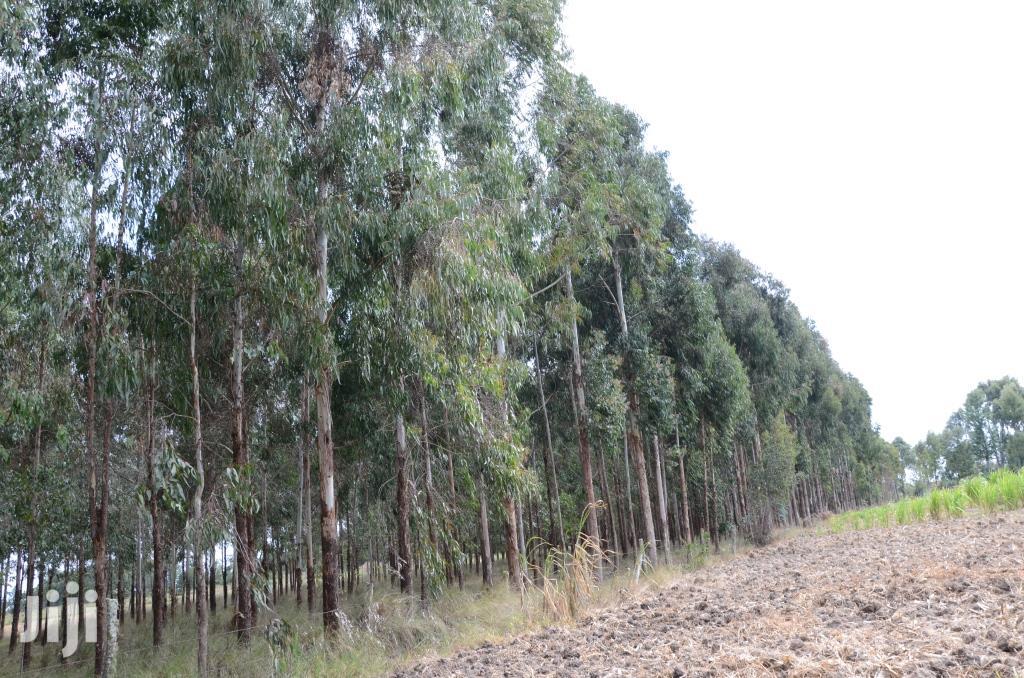 Eucalyptus Trees for Sale in Ruiru Feeds, Supplements & Seeds, Expert