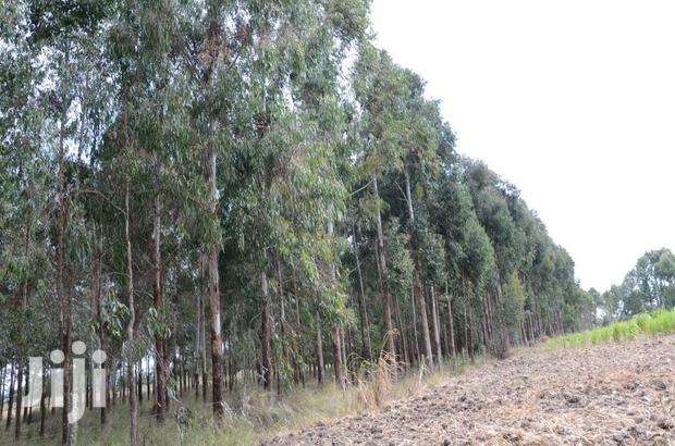 Eucalyptus Trees Clear Field Sale