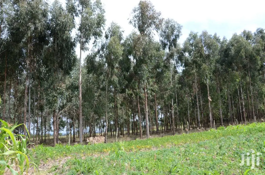 Eucalyptus Trees Clear Field Sale