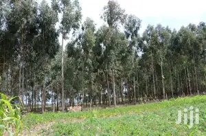 Eucalyptus Trees Clear Field Sale