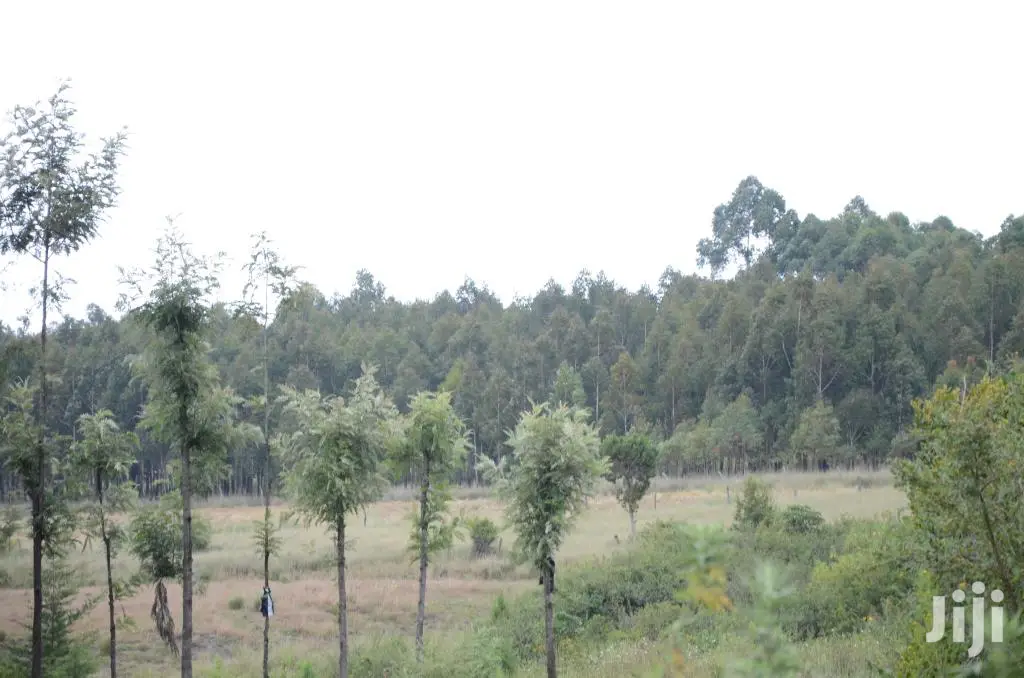 Eucalyptus Trees Clear Field Sale