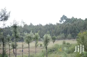 Eucalyptus Trees Clear Field Sale
