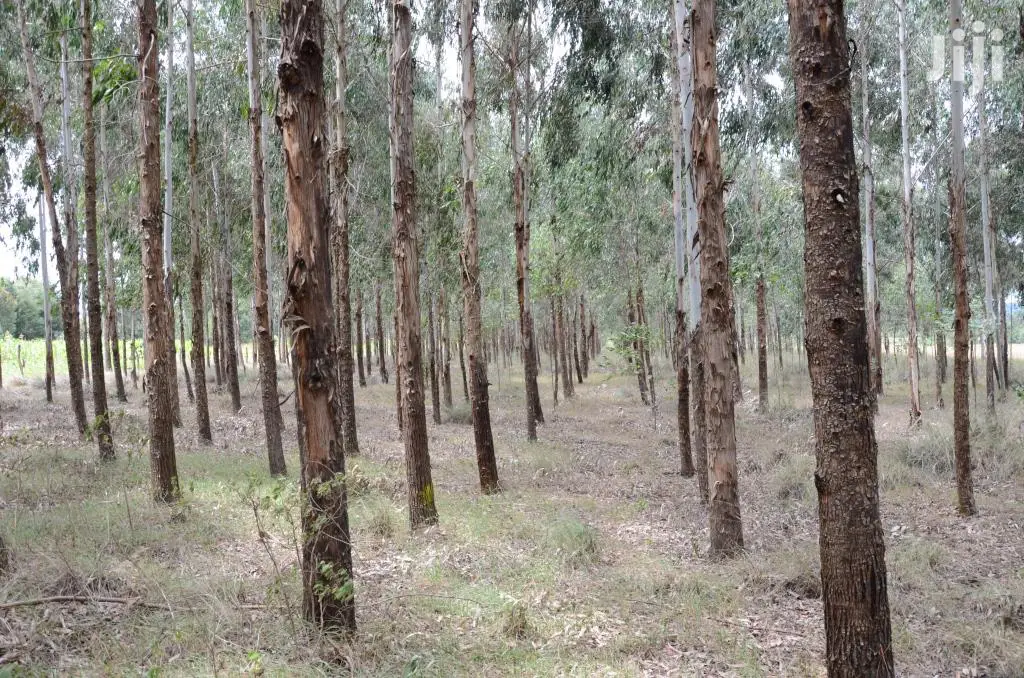 Eucalyptus Trees Clear Field Sale
