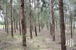 Eucalyptus Trees Clear Field Sale