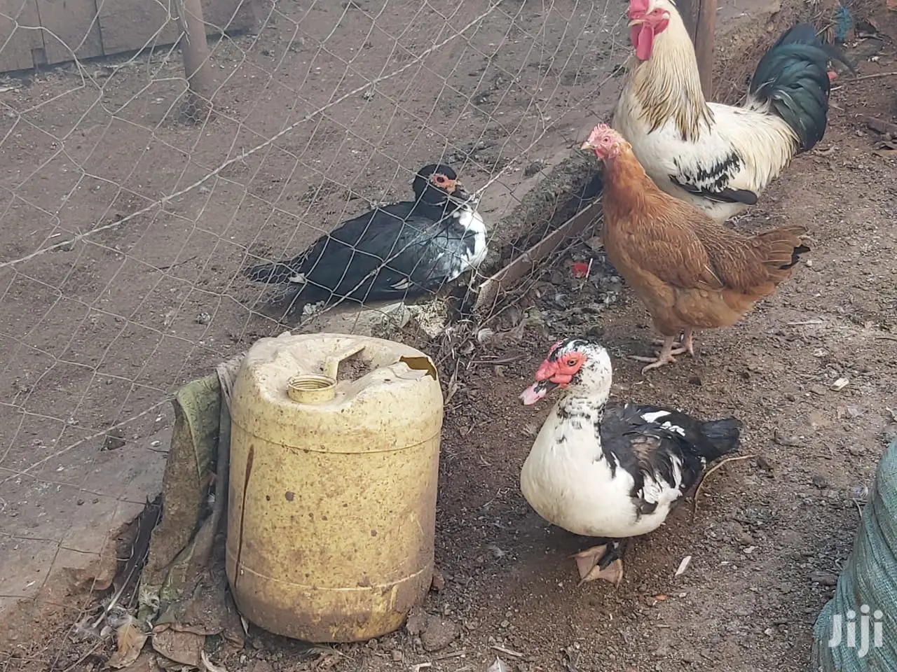 Mature Ducks For Sale