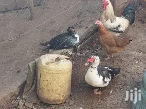 Mature Ducks For Sale